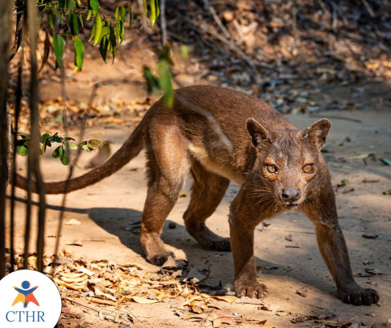 Lire la suite à propos de l’article Partenariat avec l’Afrique de l’Est pour le développement du tourisme à Madagascar